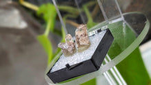 Load image into Gallery viewer, 1" Utah Mountain Topaz Pair in Case
