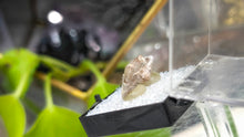 Load image into Gallery viewer, 1" Utah Mountain Topaz Pair in Case
