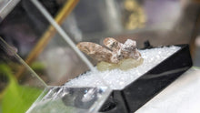 Load image into Gallery viewer, 1" Utah Mountain Topaz Pair in Case

