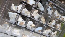 Load image into Gallery viewer, Opalized Wood in Case from Virgin Valley, Arizona
