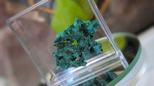 Load image into Gallery viewer, 1.5" Mini Velvet Congo Malachite Cluster
