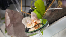 Load image into Gallery viewer, 2" Spirit Cactus Quartz Crystal Cluster
