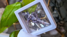 Load image into Gallery viewer, 2" Rare Botryoidal Grape Agate in Display Case
