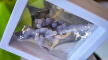 Load image into Gallery viewer, 2" Rare Botryoidal Grape Agate in Display Case

