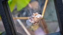 Load image into Gallery viewer, .5" Vera Cruz Amethyst Crystal in Display Case
