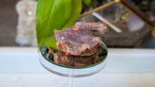 Load image into Gallery viewer, 2.5" Rare Botryoidal Purple Chalcedony Crystal Cluster
