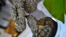 Load image into Gallery viewer, 4" Peru Pyrite Gold Crystal Cluster Mini Tree
