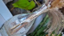 Load image into Gallery viewer, 18" Pampas Grass Arrangement in Bottle
