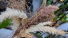 Load image into Gallery viewer, 18" Pampas Grass Arrangement in Bottle
