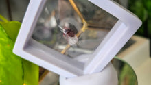 Load image into Gallery viewer, Super 7 Crystal Mini Point in Display Case

