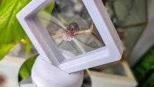 Load image into Gallery viewer, Super 7 Crystal Mini Point in Display Case
