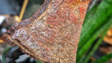Load image into Gallery viewer, 5" Ammolite Mineral Fossil Specimen
