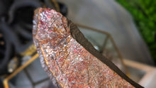 Load image into Gallery viewer, 5" Ammolite Mineral Fossil Specimen
