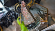 Load image into Gallery viewer, 5" Ammolite Mineral Fossil Specimen

