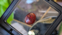 Load image into Gallery viewer, Polished Red Amber with Insect in Display Case
