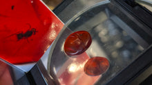 Load image into Gallery viewer, Polished Red Amber with Insect in Display Case

