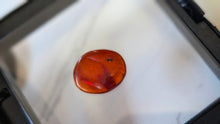 Load image into Gallery viewer, Polished Red Amber with Insect in Display Case
