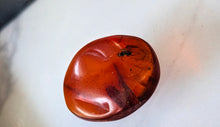 Load image into Gallery viewer, Polished Red Amber with Insect in Display Case
