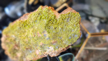 Load image into Gallery viewer, 7" Rare Green Pyromorphite Crystal w/Stand
