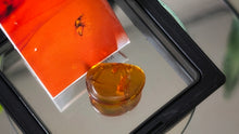 Load image into Gallery viewer, Polished Amber with Insect in Display Case
