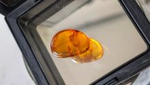 Load image into Gallery viewer, Polished Amber with Insect in Display Case

