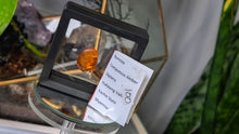 Load image into Gallery viewer, Polished Amber with Insect in Display Case
