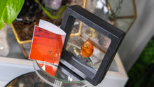Load image into Gallery viewer, Polished Amber with Insect in Display Case
