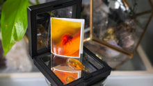 Load image into Gallery viewer, Polished Amber with Insect in Display Case
