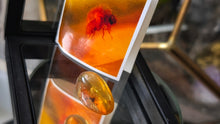 Load image into Gallery viewer, Polished Amber with Insect in Display Case
