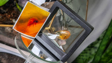 Load image into Gallery viewer, Polished Amber with Insect in Display Case
