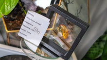 Load image into Gallery viewer, Polished Amber with Insect in Display Case
