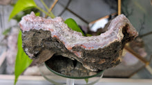 Load image into Gallery viewer, 5" Milky Pink Amethyst Quartz Crystal Cluster

