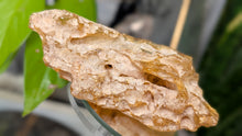 Load image into Gallery viewer, 5" Rare Columbian Amber Specimen

