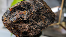 Load image into Gallery viewer, 5" Rare Dark Indonesian Amber Mineral Cluster
