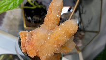 Load image into Gallery viewer, 4" Rare Golden Healer Spirit Cactus Quartz Crystal Cluster
