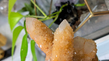 Load image into Gallery viewer, 4" Rare Golden Healer Spirit Cactus Quartz Crystal Cluster
