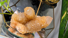 Load image into Gallery viewer, 4" Rare Golden Healer Spirit Cactus Quartz Crystal Cluster

