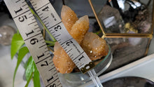 Load image into Gallery viewer, 4" Rare Golden Healer Spirit Cactus Quartz Crystal Cluster
