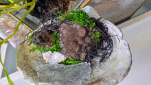 Load image into Gallery viewer, Smokey Amethyst, Quartz, &amp; Selenite in Seashell
