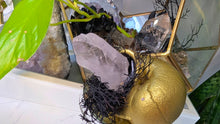 Load image into Gallery viewer, Gold Seashell w/ QuartZ Crystal &amp; Seaweed

