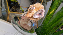 Load image into Gallery viewer, Seashell w/ Opalite Crystals &amp; Artificial Moss
