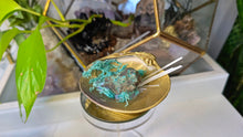 Load image into Gallery viewer, Emerald Selenite Crystal &amp; Artificial Moss in Seashell
