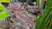 Load image into Gallery viewer, 5" Rare Dogtooth Calcite Crystal Cluster
