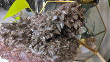 Load image into Gallery viewer, 5" Rare Dogtooth Calcite Crystal Cluster
