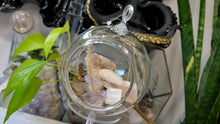 Load image into Gallery viewer, 4" Artificial Moss &amp; Crystal Healing Hanging Sphere
