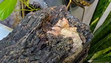Load image into Gallery viewer, 8x7" Large Tourmaline &amp; Mica Mineral Cluster
