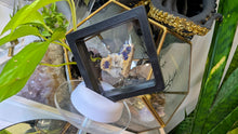 Load image into Gallery viewer, 1" Moroccan Azurite Crystal Cluster in Case
