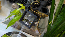 Load image into Gallery viewer, Tibetan Phantom Quartz Crystal Diamonds in Case 6pcs
