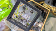 Tibetan Phantom Quartz Crystal Diamonds in Case 6pcs