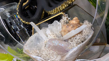 Load image into Gallery viewer, Aura Quartz, Selenite Crystal &amp; Artificial Moss in Seashell (stand Included)

